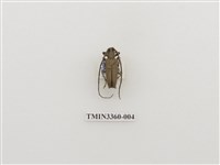 藏品(無紋粗天牛)的圖片